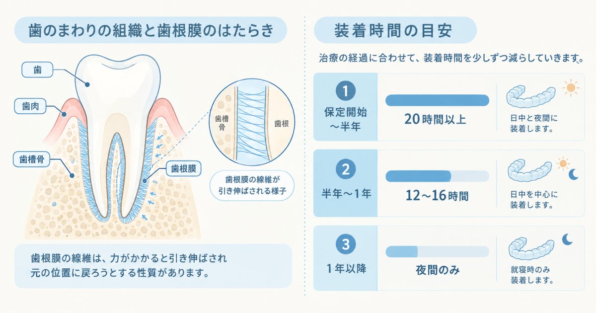 マウスピース矯正後に後戻りが生じる仕組みと保定期間のスケジュール